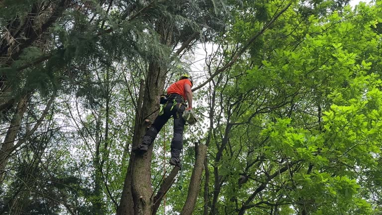 How Our Tree Care Process Works  in Mclouth, KS